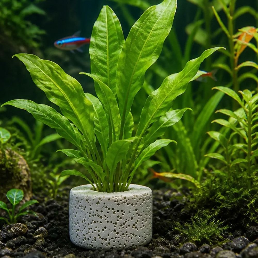 Planted Aquarium Pictures - 10 Anillos con Peso para Fijación