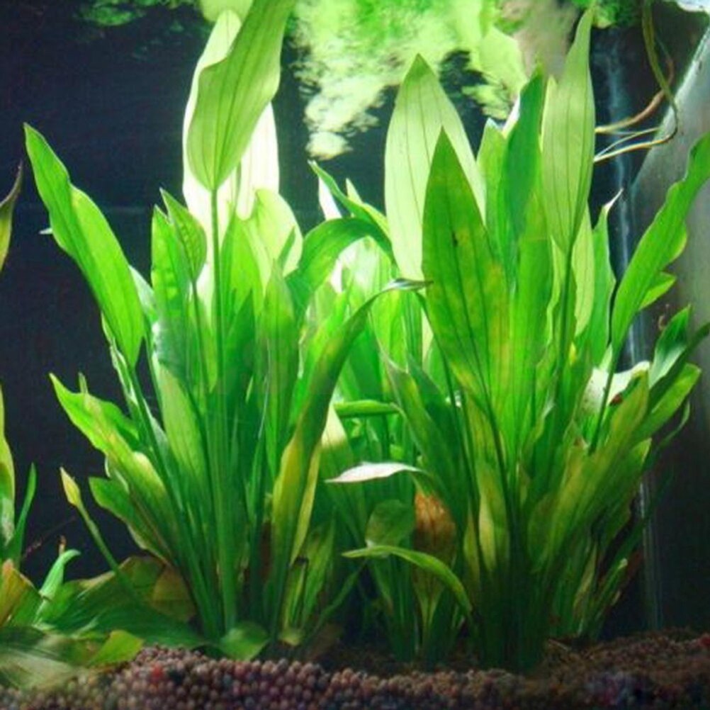 Aquarium Plant Live - Plantas artificiales de decoración de Acuario,
