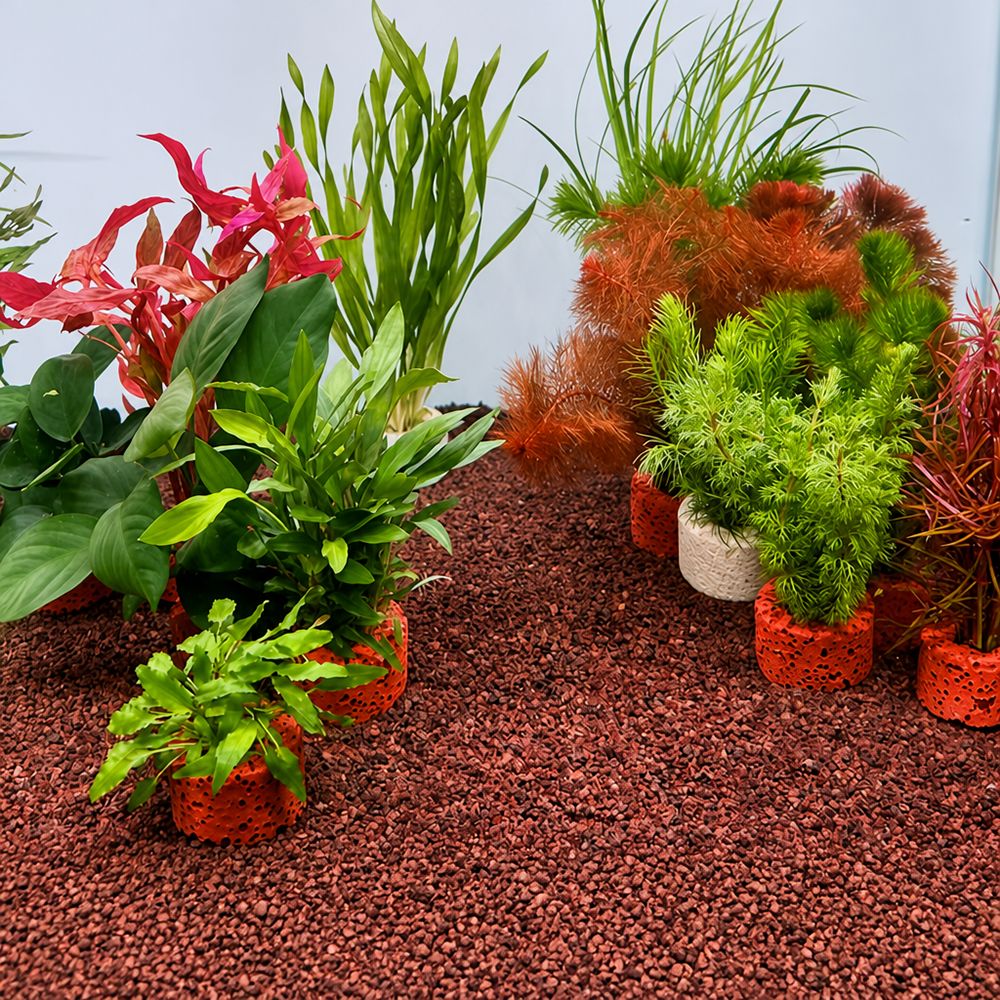 Planted Aquarium Pictures - 10 Anillos con Peso para Fijación