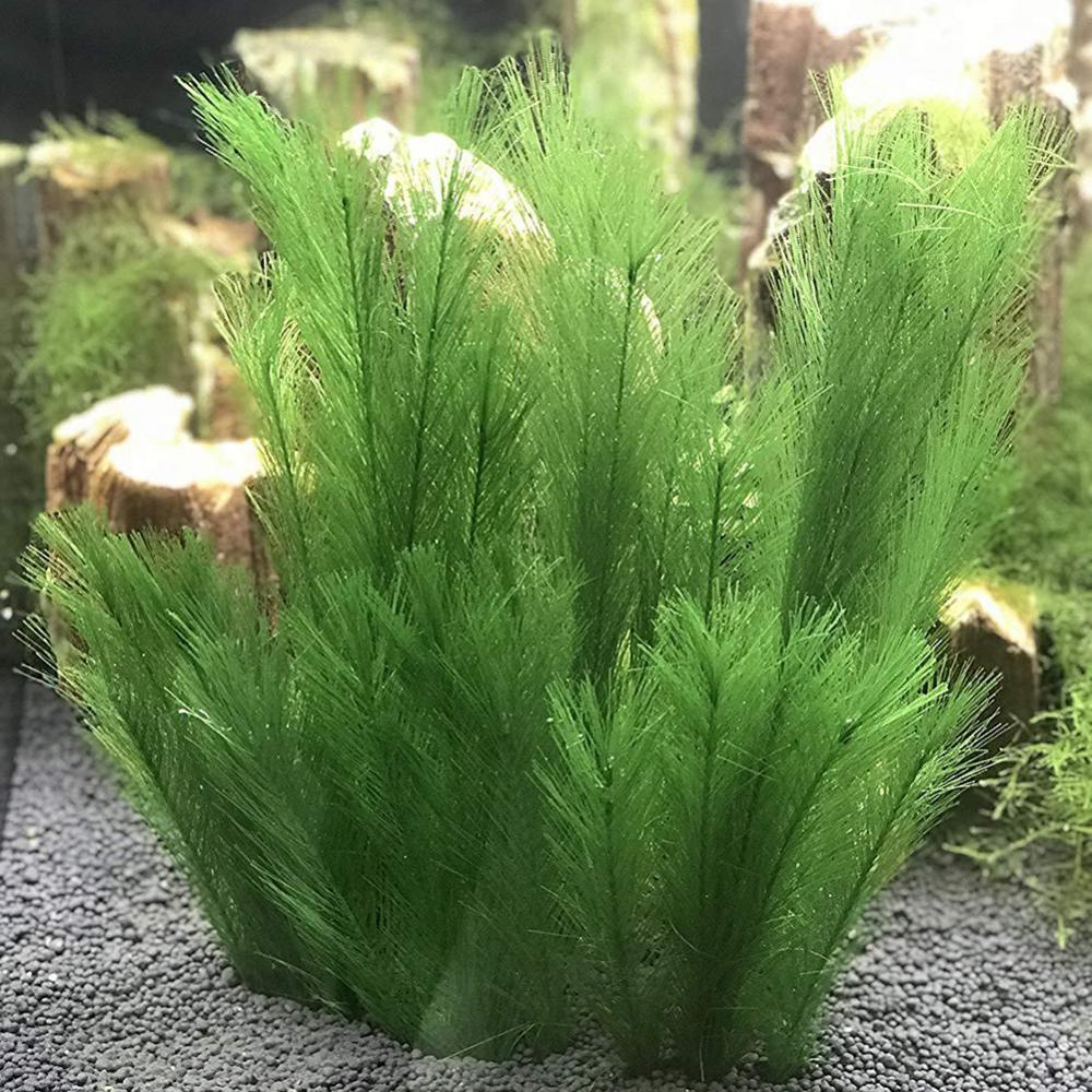 1/3 Uds 28/40cm acuario pecera - Aquarium Plant Live reseña y precio