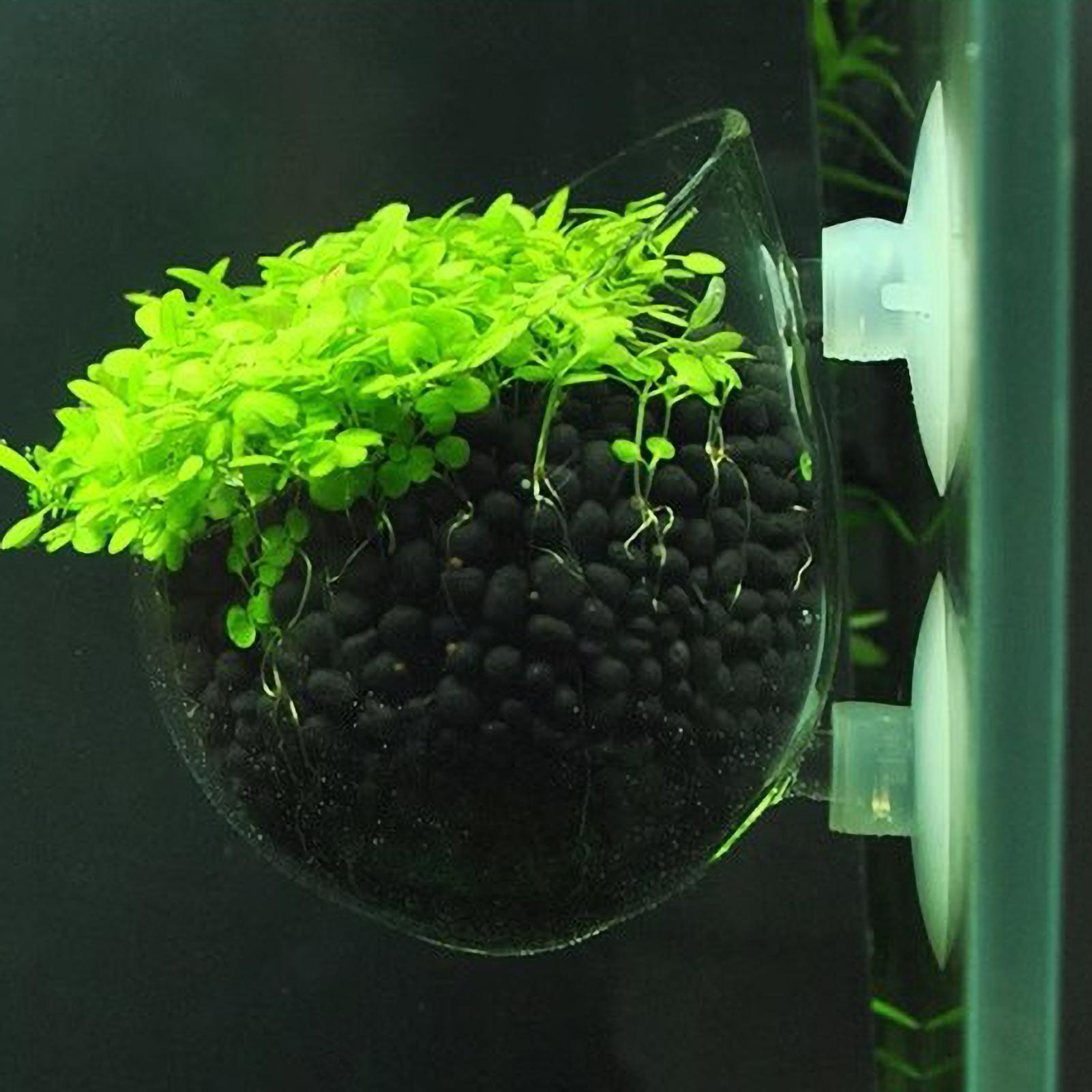 Soporte para Plantas de Acuari - Aquarium Plant Live reseña y precio